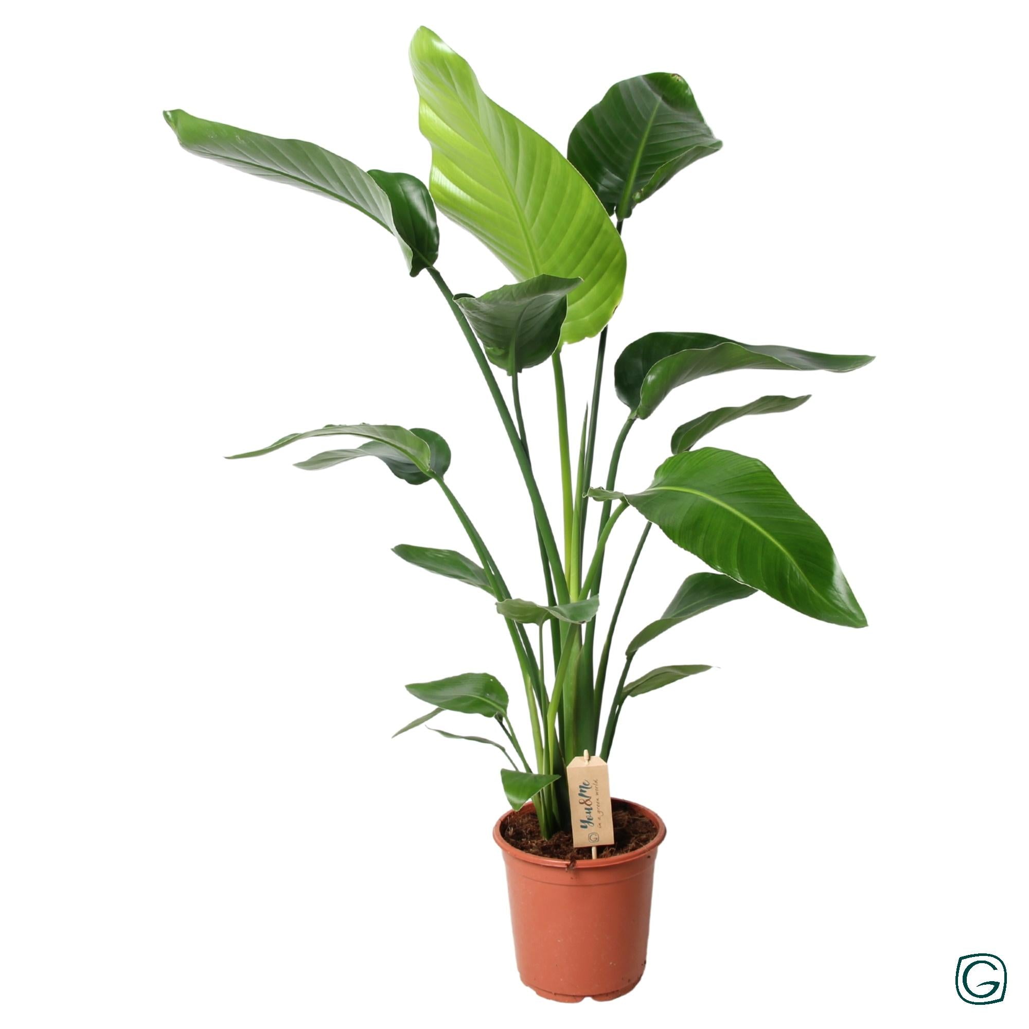 Nala - Strelitzia Nicolai - die perfekte Zimmerpflanze