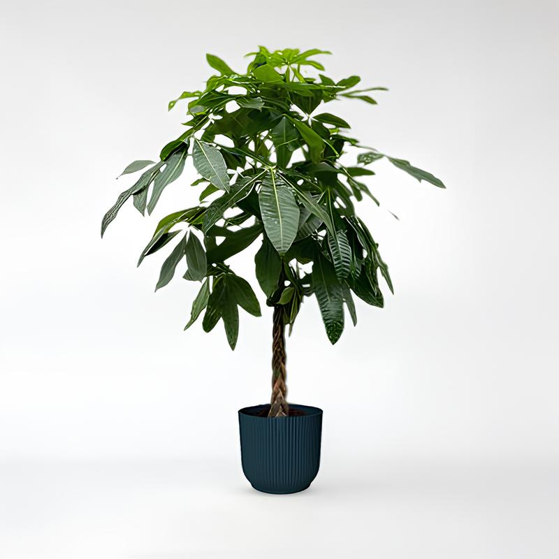 Pachira Aquatica - 140 - 180cm - ø27