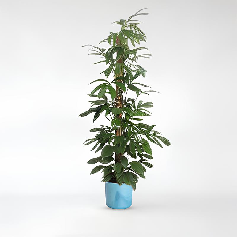 Philodendron Dragon Tail Moosstock - 150 - 220 cm - ø27- ø34