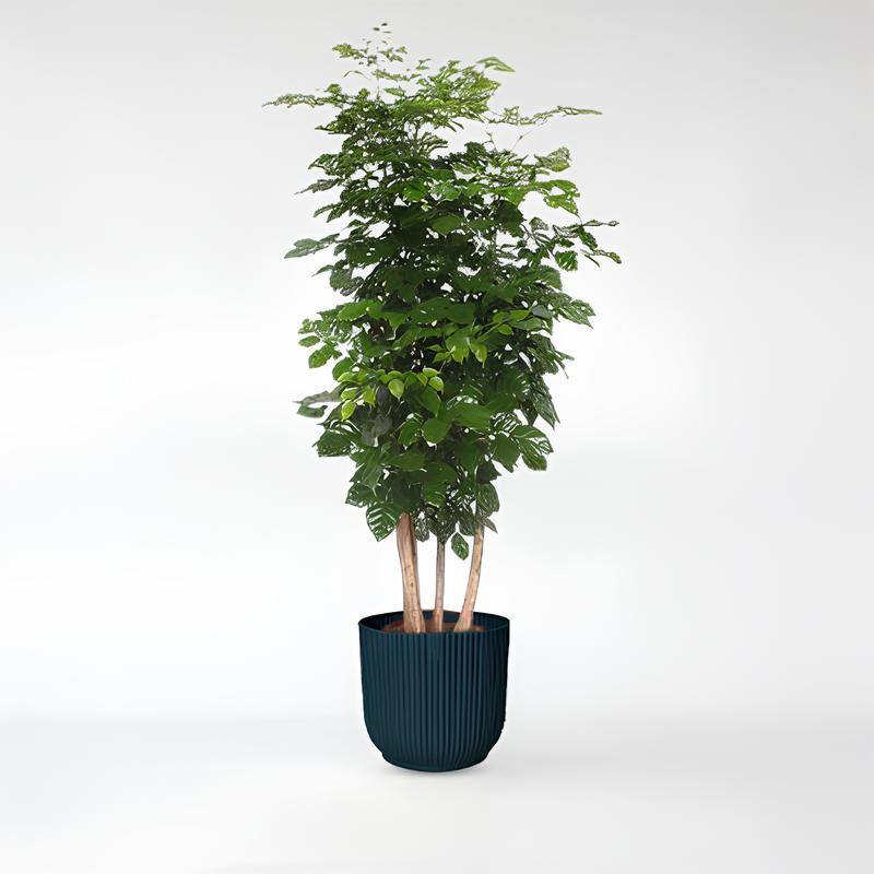 Radermachera Hainanensis - 190 cm - ø40
