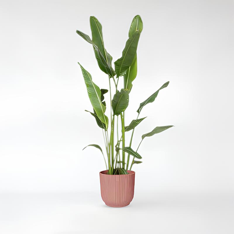 Ravenala Madagascariensis - 230 cm - ø34