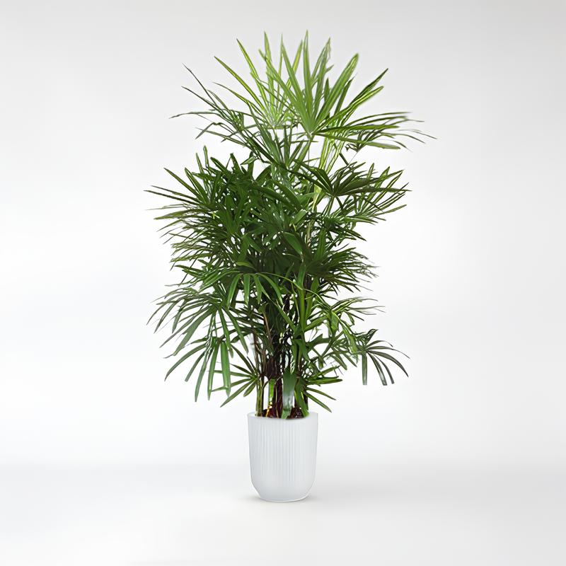 Rhapis Excelsa - 190 - 260cm / ø34-ø50