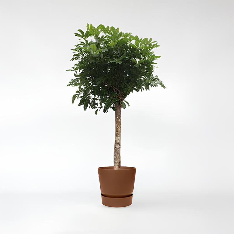 Schefflera Arboricola Compacta baum - 150 - 190cm / ø34-ø45