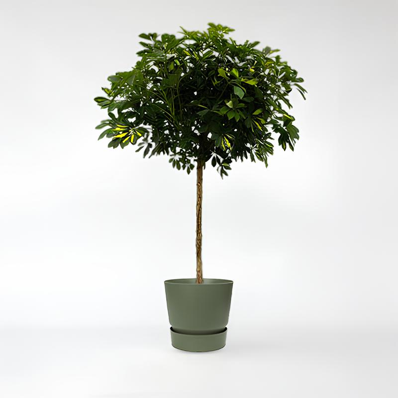 Schefflera Gold Capella stam - 180 cm - Ø45cm
