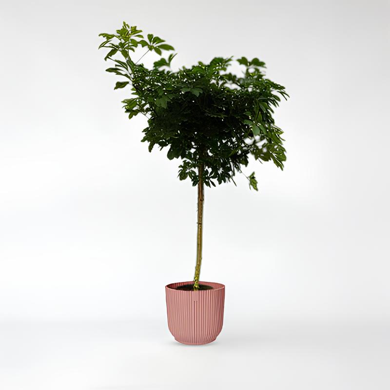 Schefflera Nora stam - 220 cm - Ø45cm