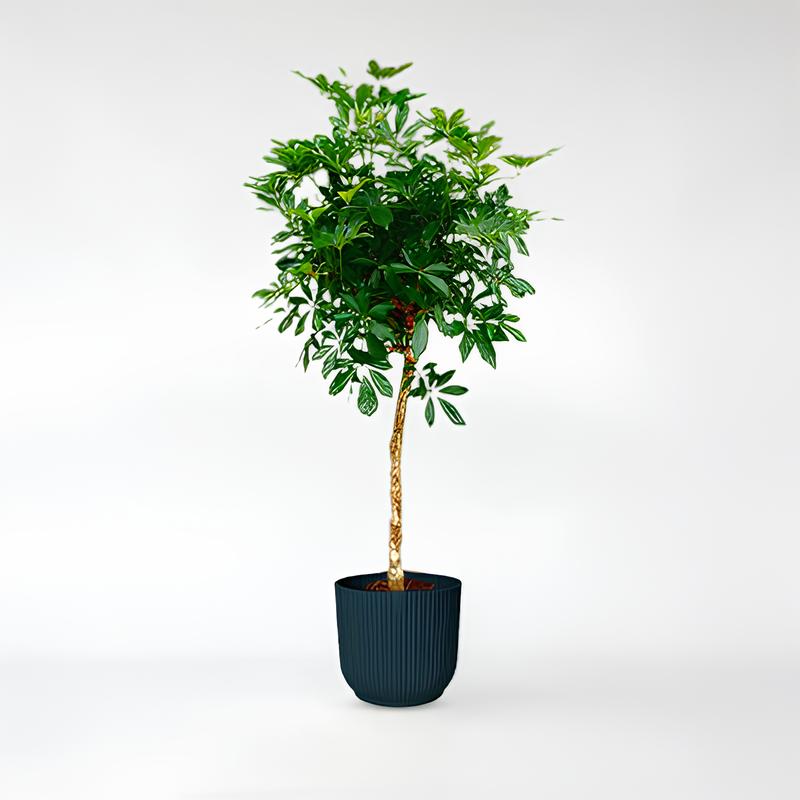 Schefflera gestaucht - 180 - 210cm / ø35-ø45