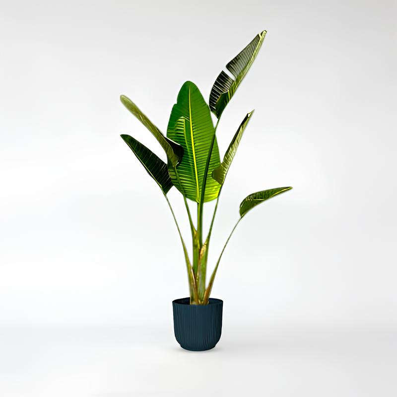 Strelitzia Augusta - 160 - 250cm / ø28-ø45