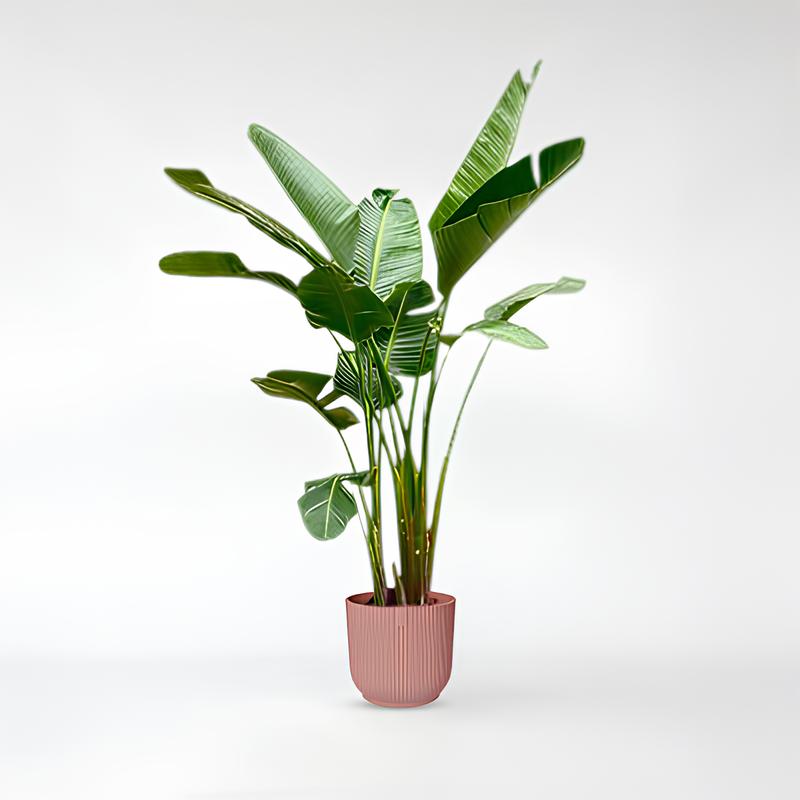 Strelitzia Augusta de luxe XXL - 250cm - ø38
