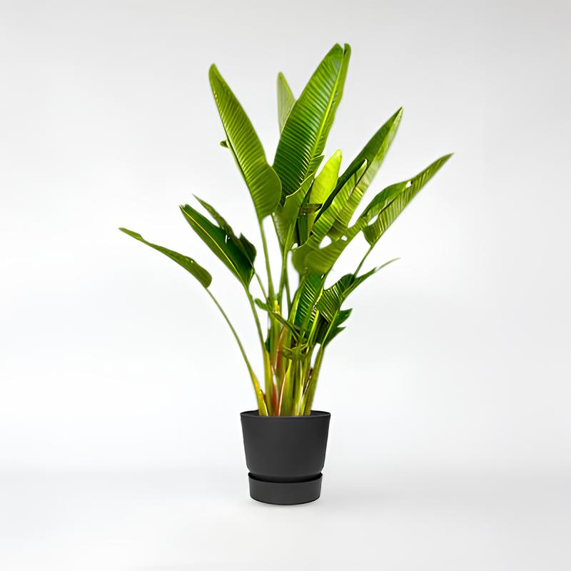 Strelitzia Augusta Mehrfachstempel XXL - 225 - 250cm / ø40-ø50