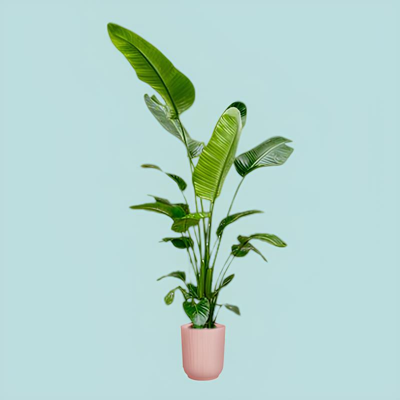 Nala - Strelitzia Nicolai - die perfekte Zimmerpflanze