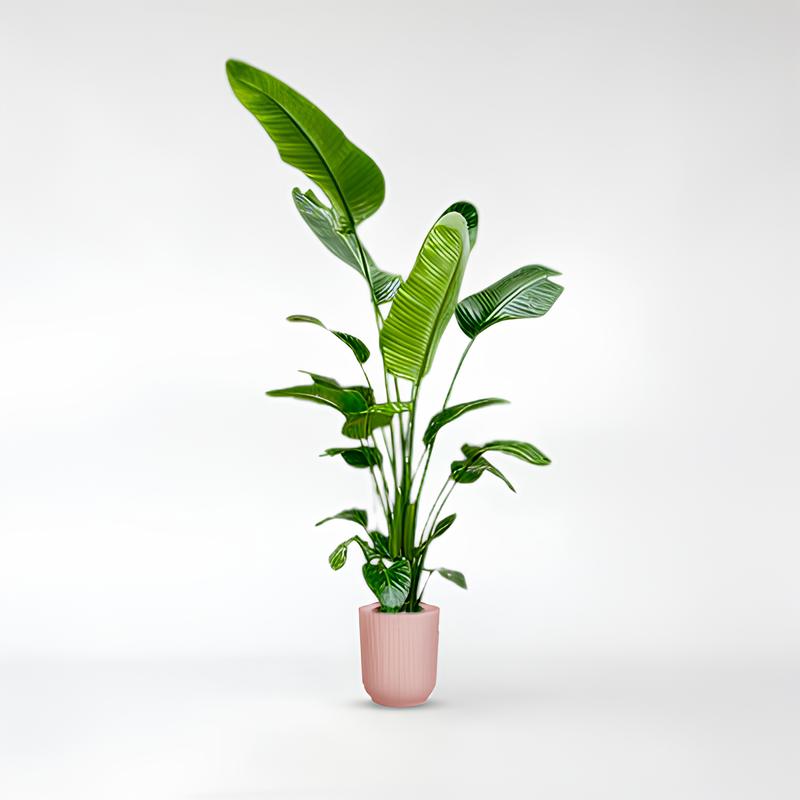 Nala - Strelitzia Nicolai - die perfekte Zimmerpflanze