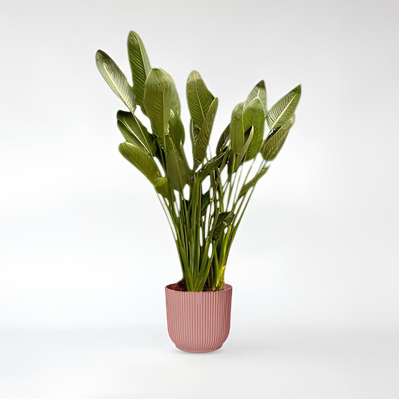 Strelitzia Reginae XL - 160 - 180cm - ø30 - ø50