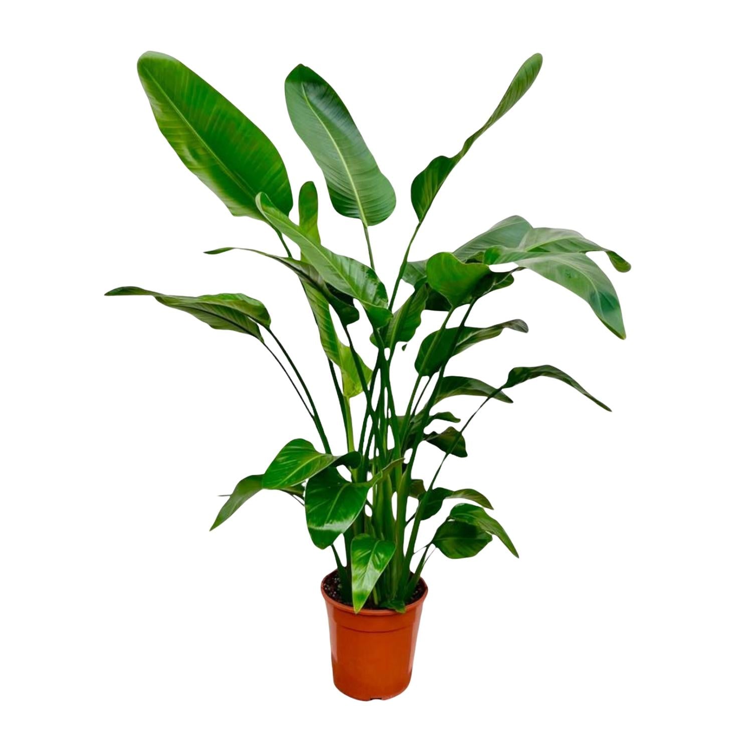 Nala - Strelitzia Nicolai - die perfekte Zimmerpflanze