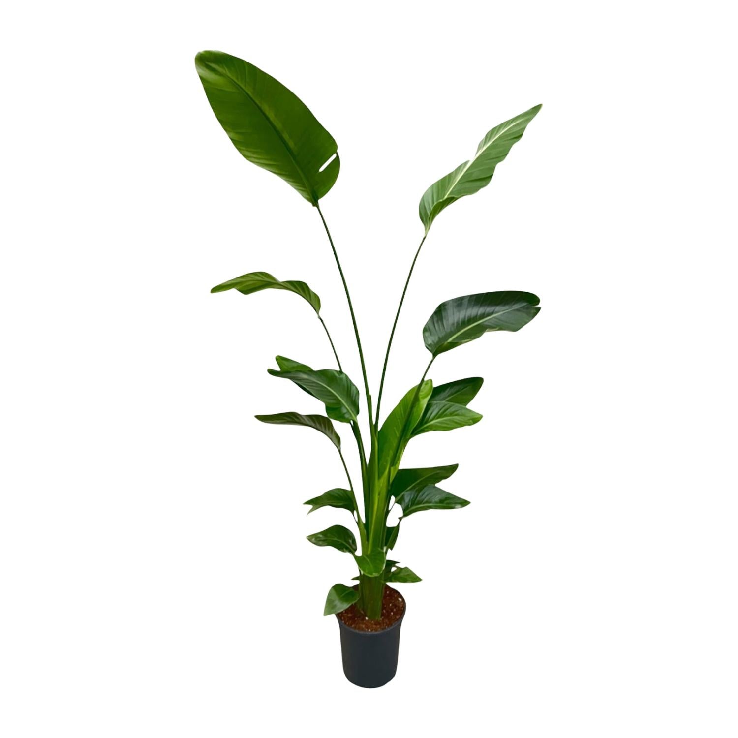 Nala - Strelitzia Nicolai - die perfekte Zimmerpflanze