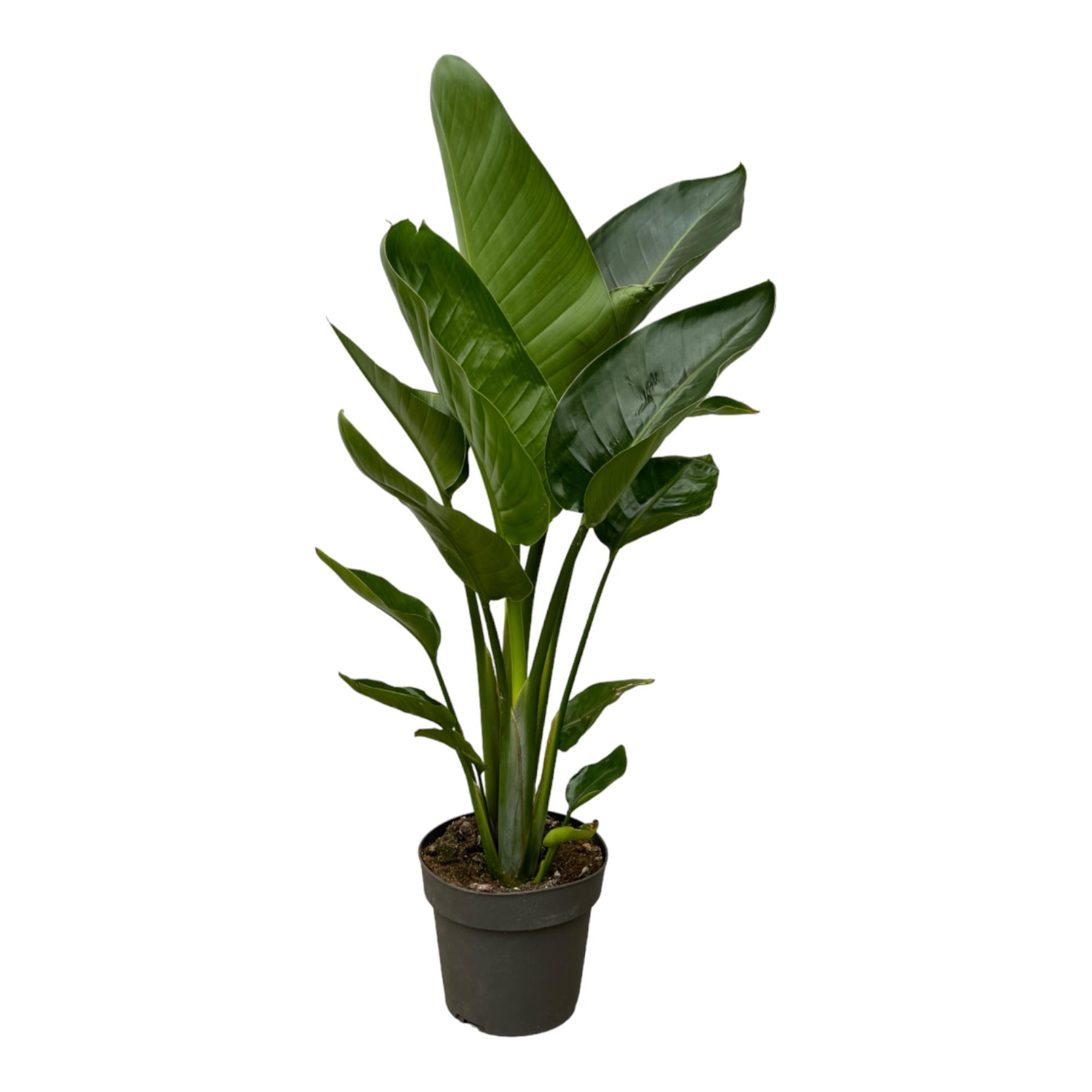 Nala - Strelitzia Nicolai - die perfekte Zimmerpflanze