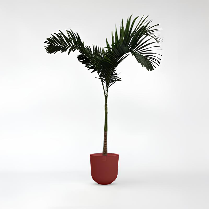 Veitchia Merrillii - 250cm / ø45-ø50