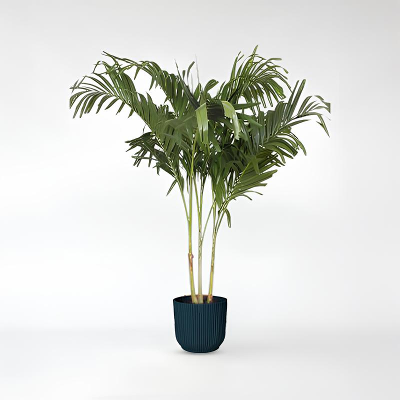 Veitchia Merrillii Mehrfachstempel - 250 cm - ø50