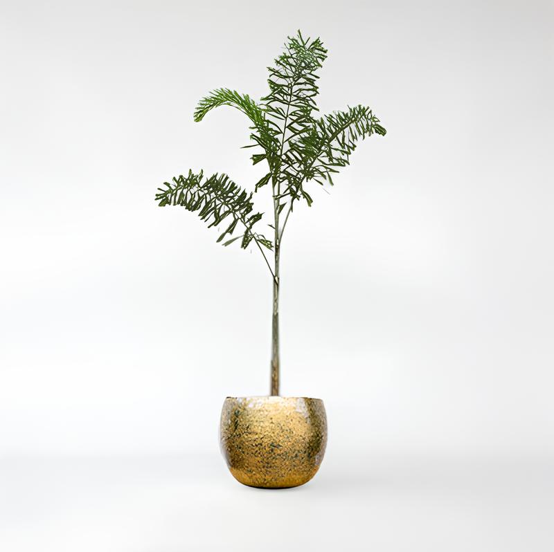 Wodyetia Bifurcata - 240cm - ø50