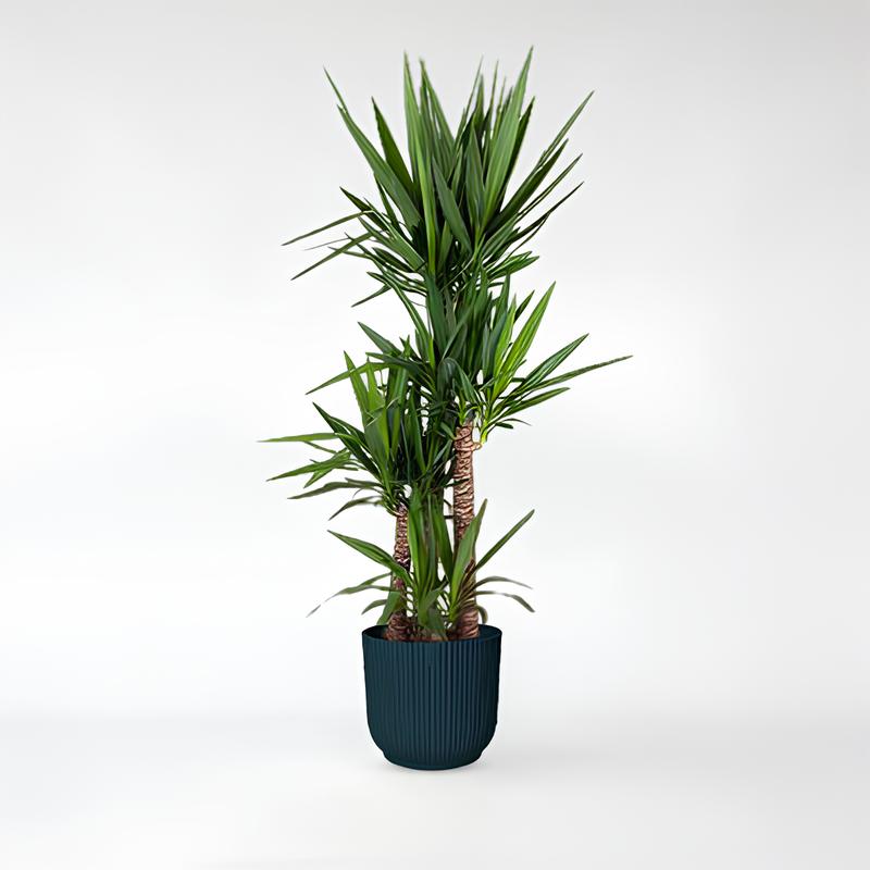Yucca Elephantipe - 140 - 180 cm - ø27 - ø34