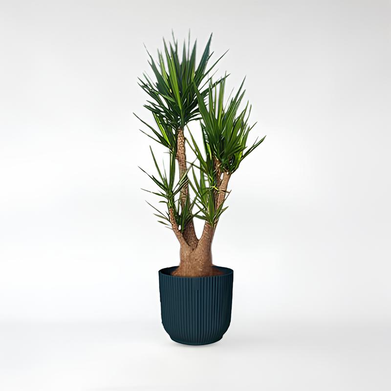 Yucca Elephantipes verzweigt - 140 - 230cm / ø34-ø60