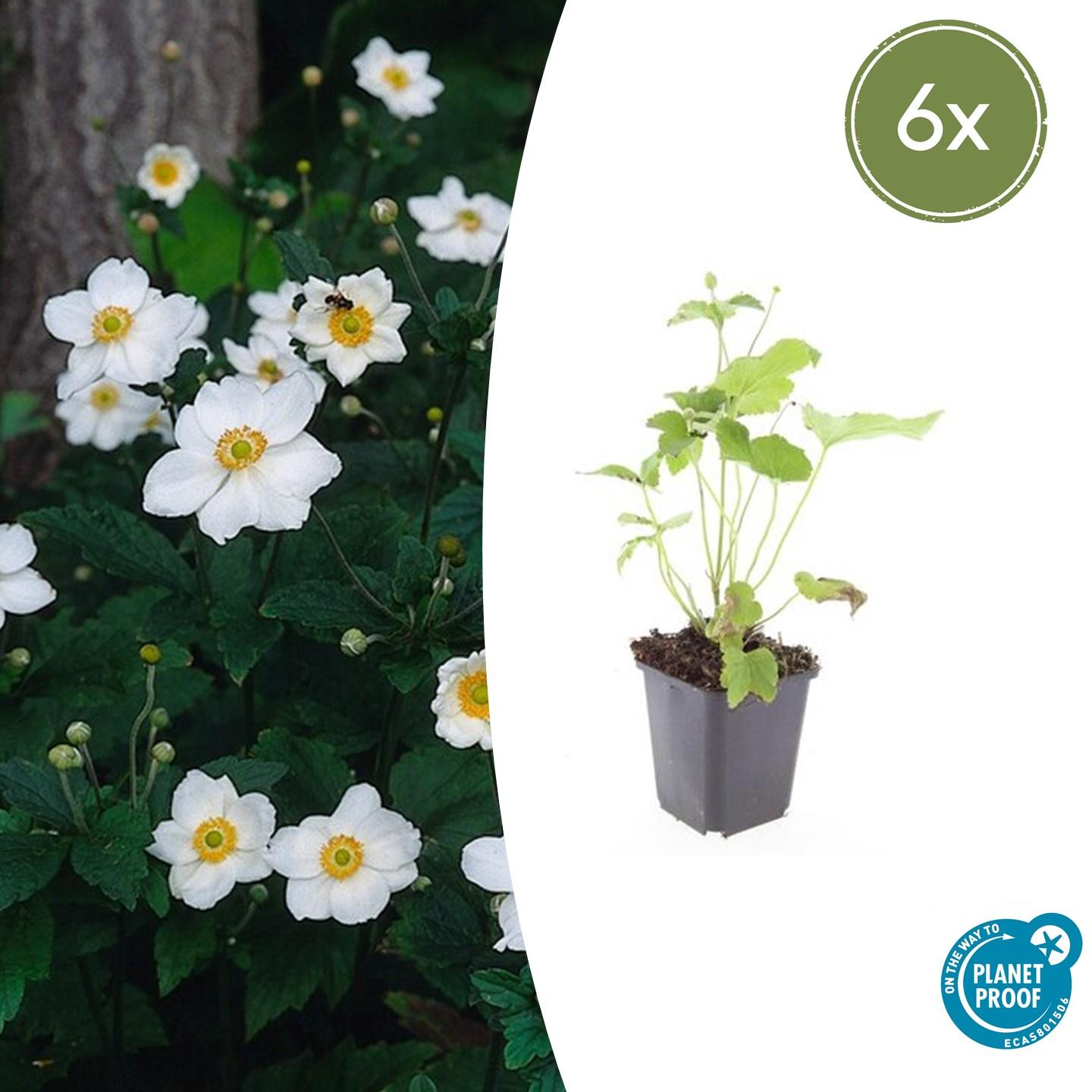 Herbst-Anemone ‘Honorine Jobert’ (Anemone hybrida)