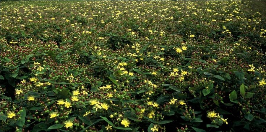 Zier-Johanniskraut (Hypericum inodorum)