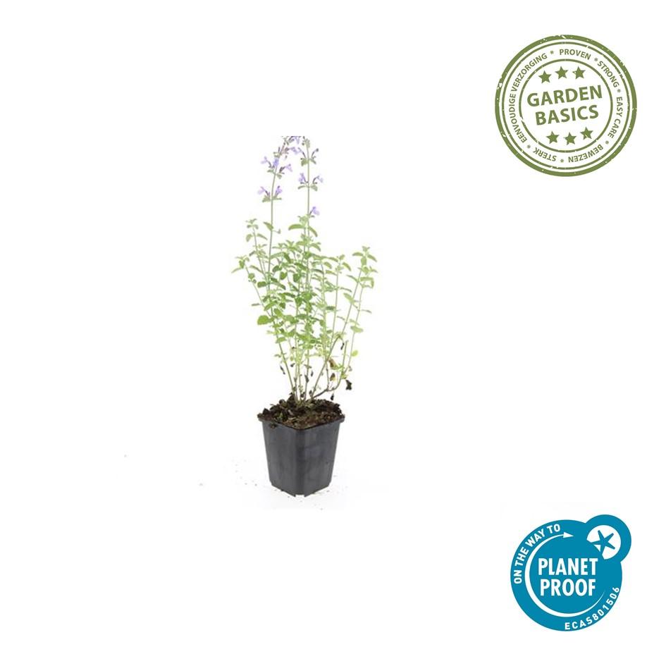 Katzenminze ‘Walker’s Low’ (Nepeta)