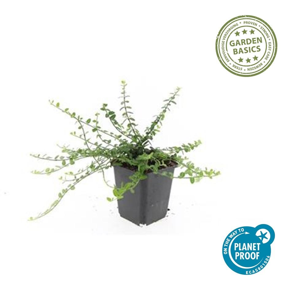 Kriechspindel ‘Minimus’ (Euonymus fortunei)