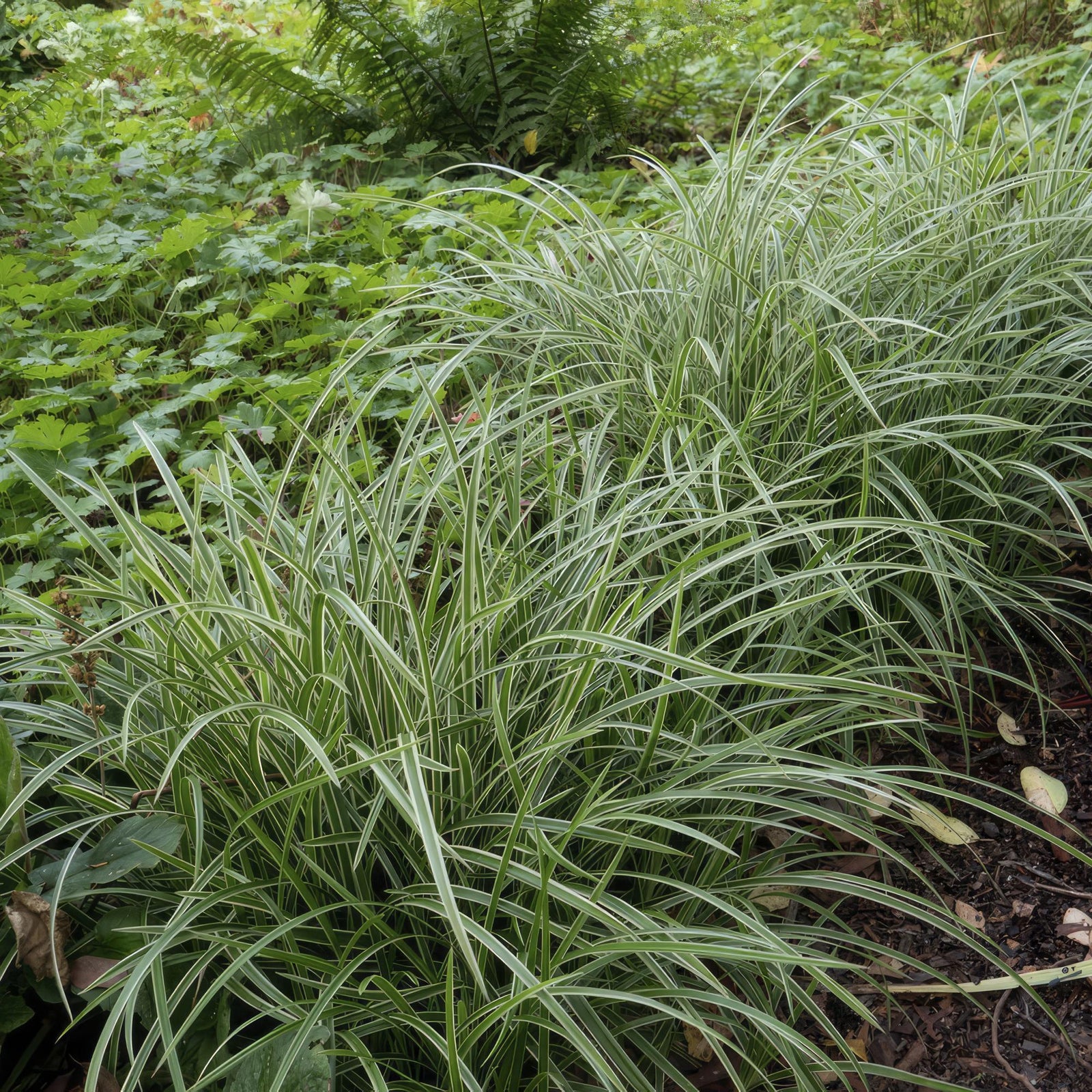 Japan-Segge ‘Ice Dance’ (Carex morrowii)