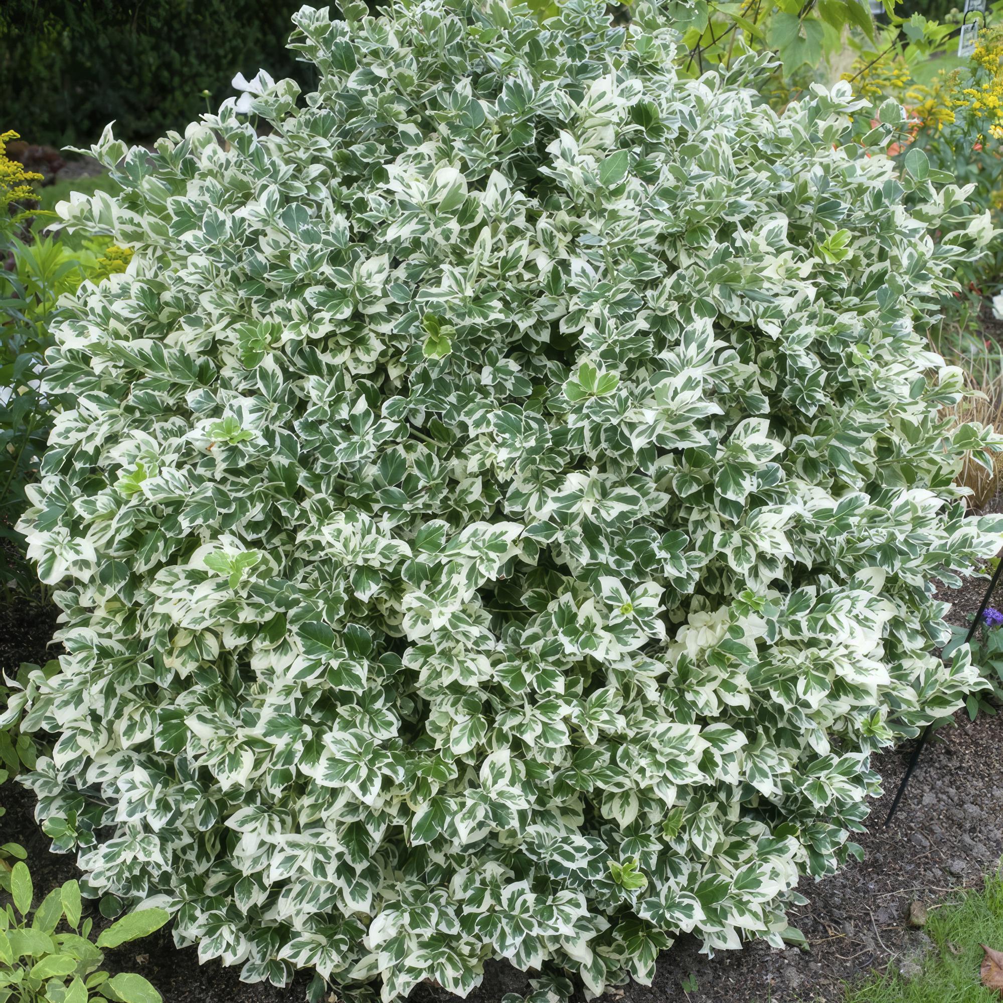 Kriechspindel ‘Emerald Gaiety’ (Euonymus fortunei)