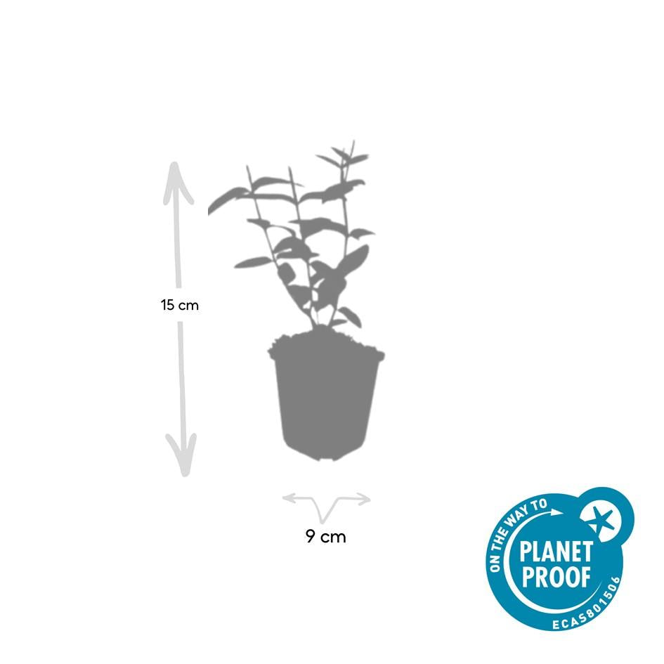 Zier-Johanniskraut (Hypericum inodorum)