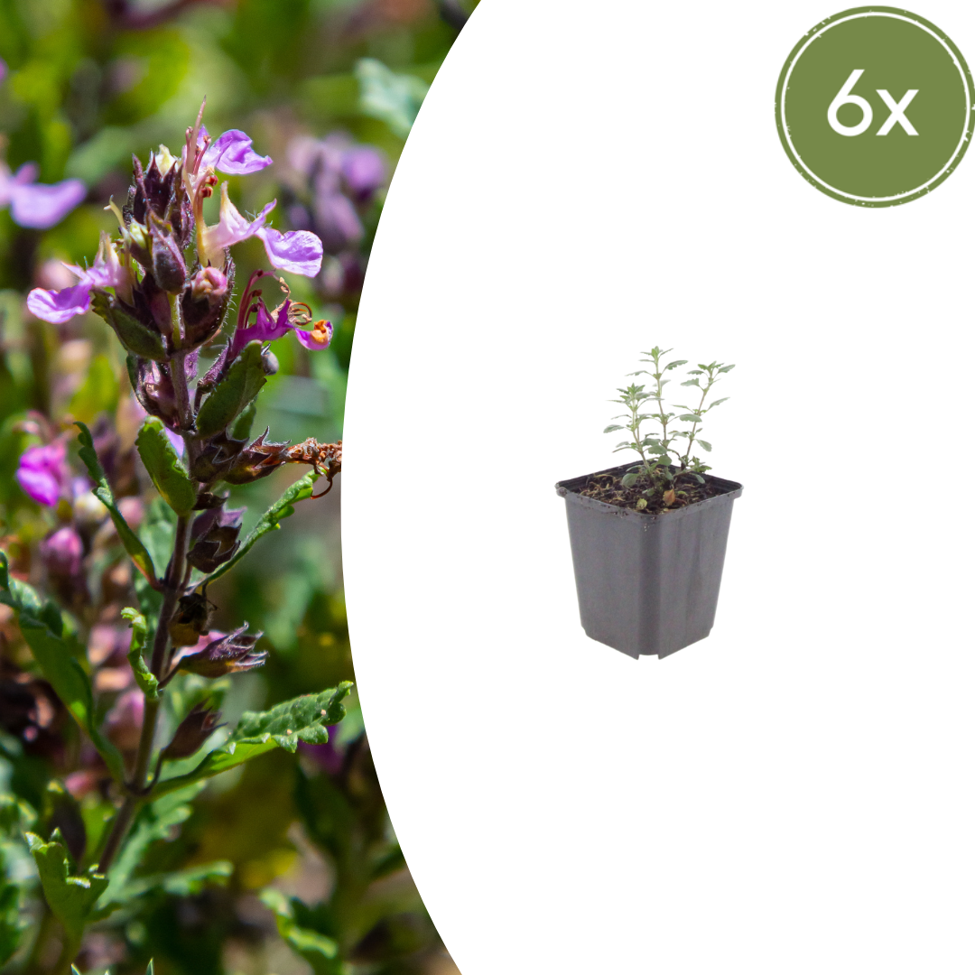 Teucrium lucidrys