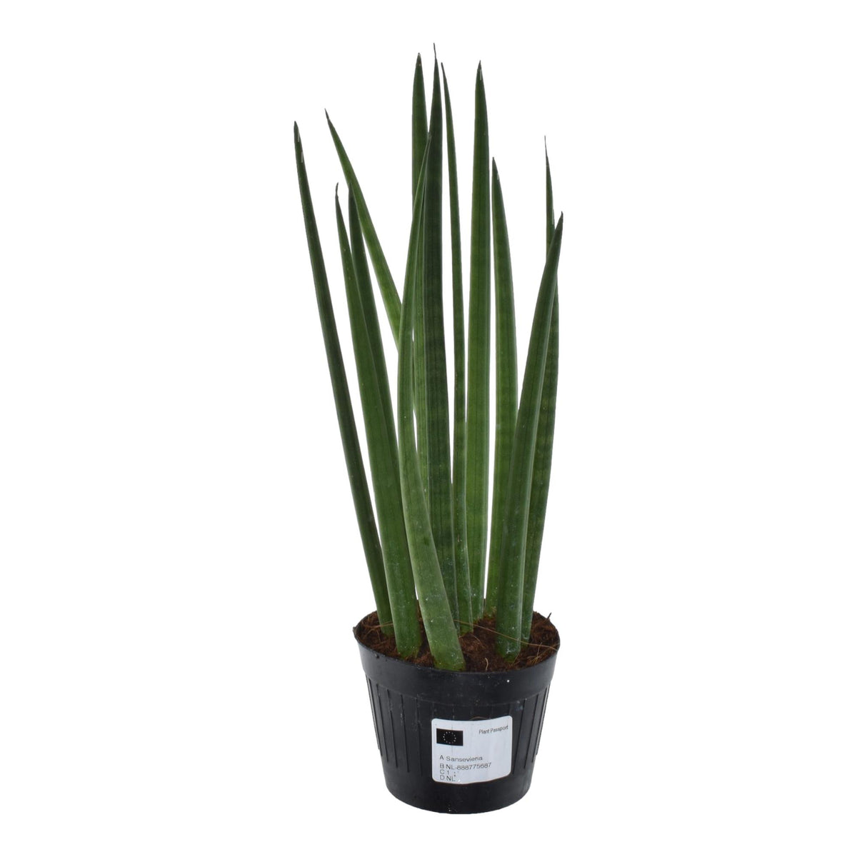 Sansevieria cylindrica &#39;Bacularis&#39; / Mikado  - 38 cm - ø10,5