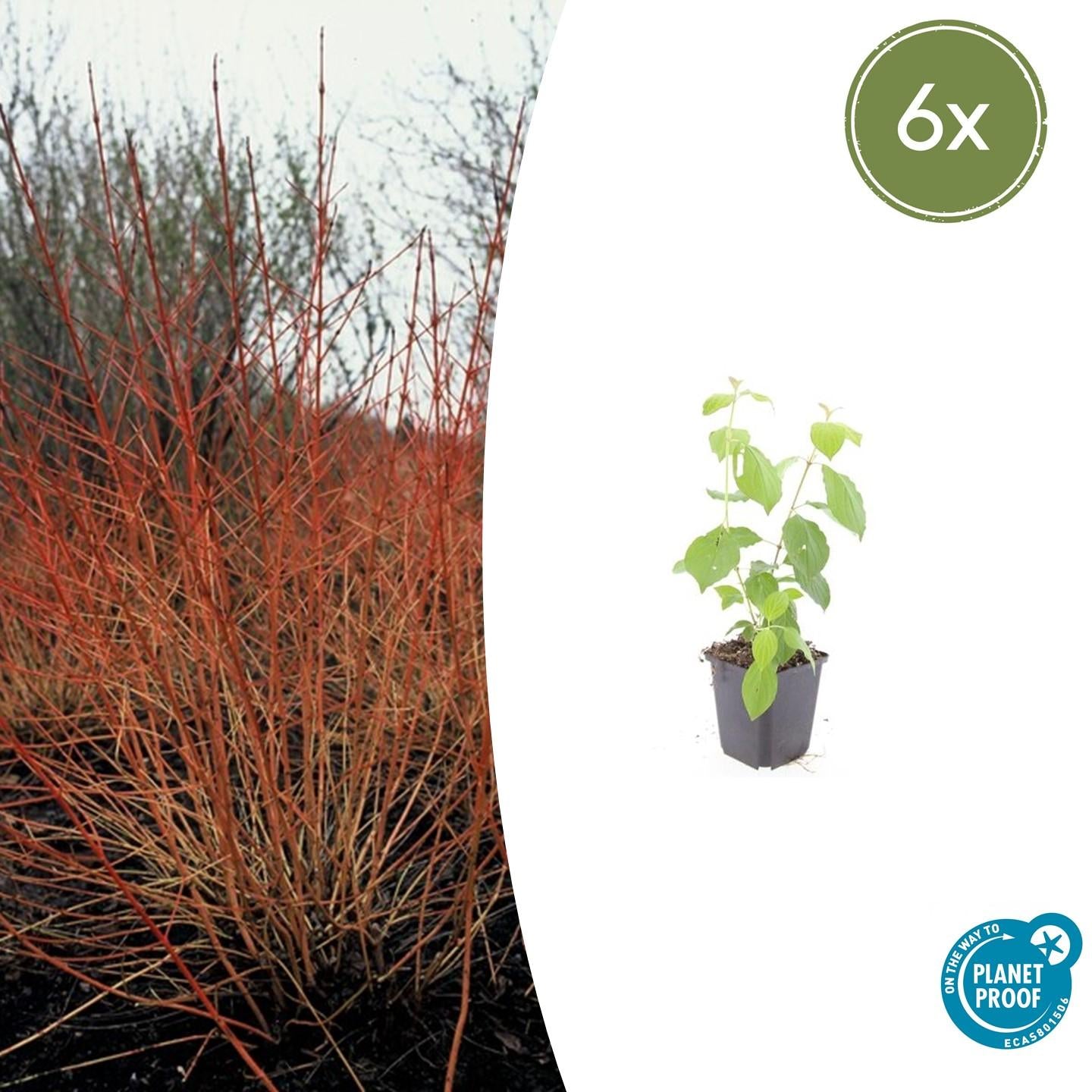 Hartriegel ‘Midwinter Fire’ (Cornus sanguinea)