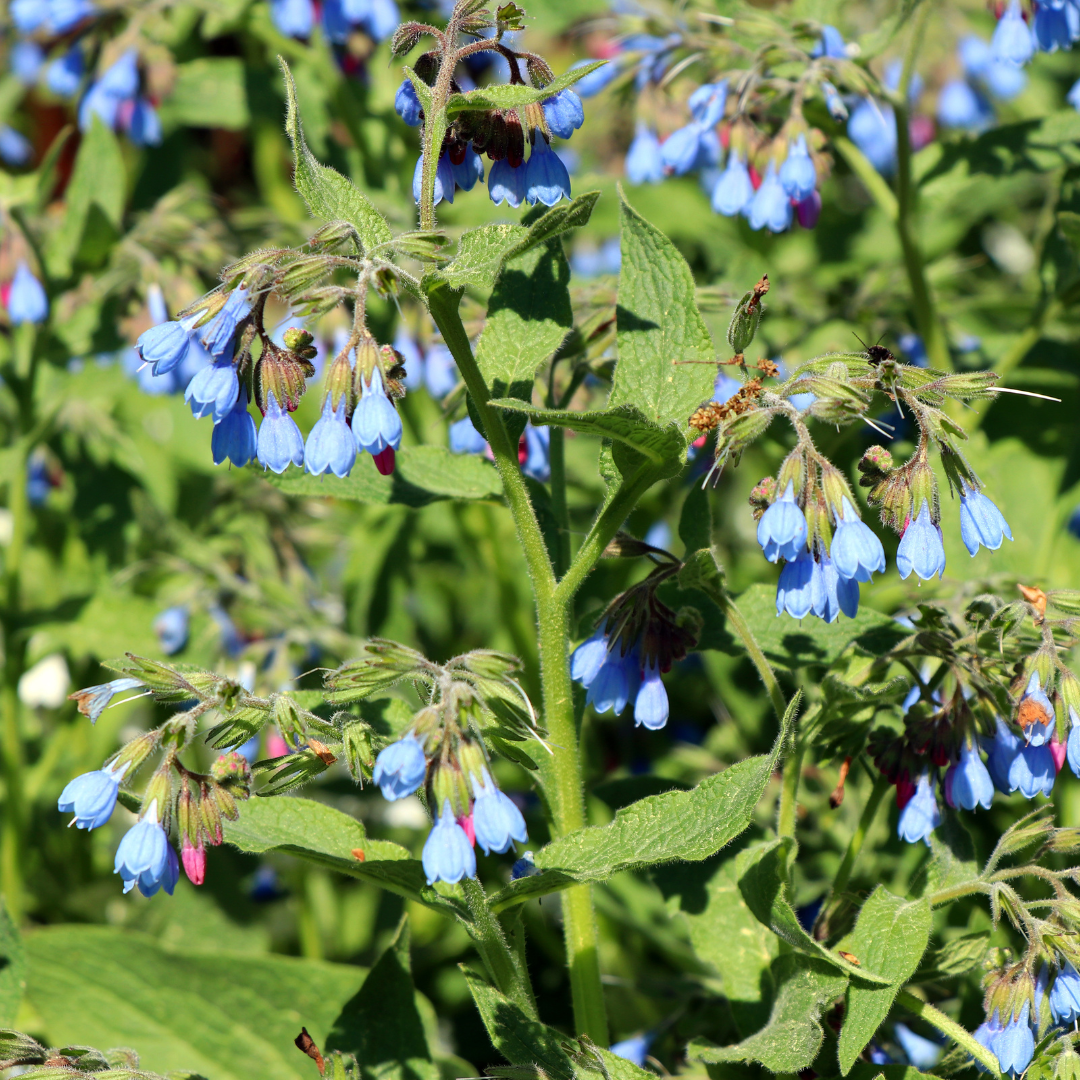 Symphytum grandiflorum ‘Wisley Blue’ (Kaukasus-Beinwell)
