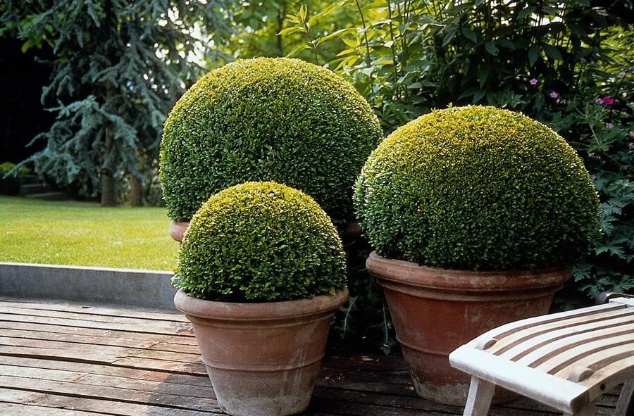 Buxus sempervirens (Gewöhnlicher Buchsbaum)