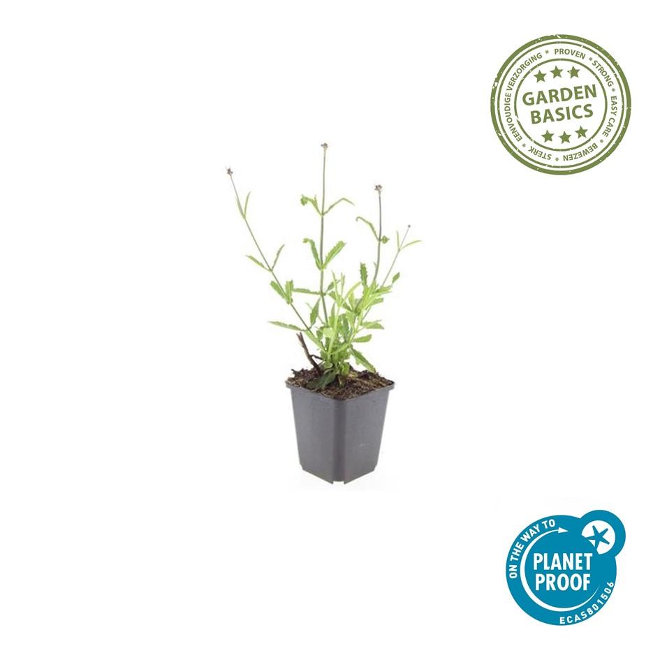 Verbena bonariensis ‘Lollipop’ (Patagonisches Eisenkraut)