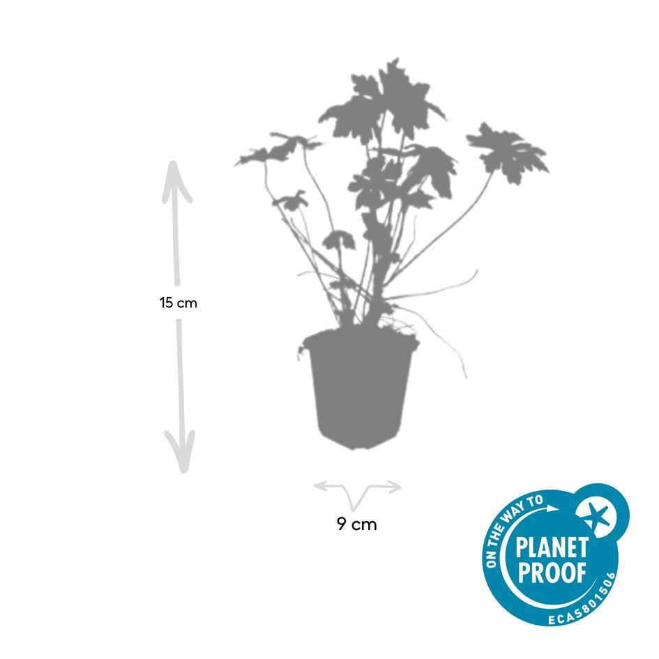 Duft-Storchschnabel (Geranium macrorrhizum)