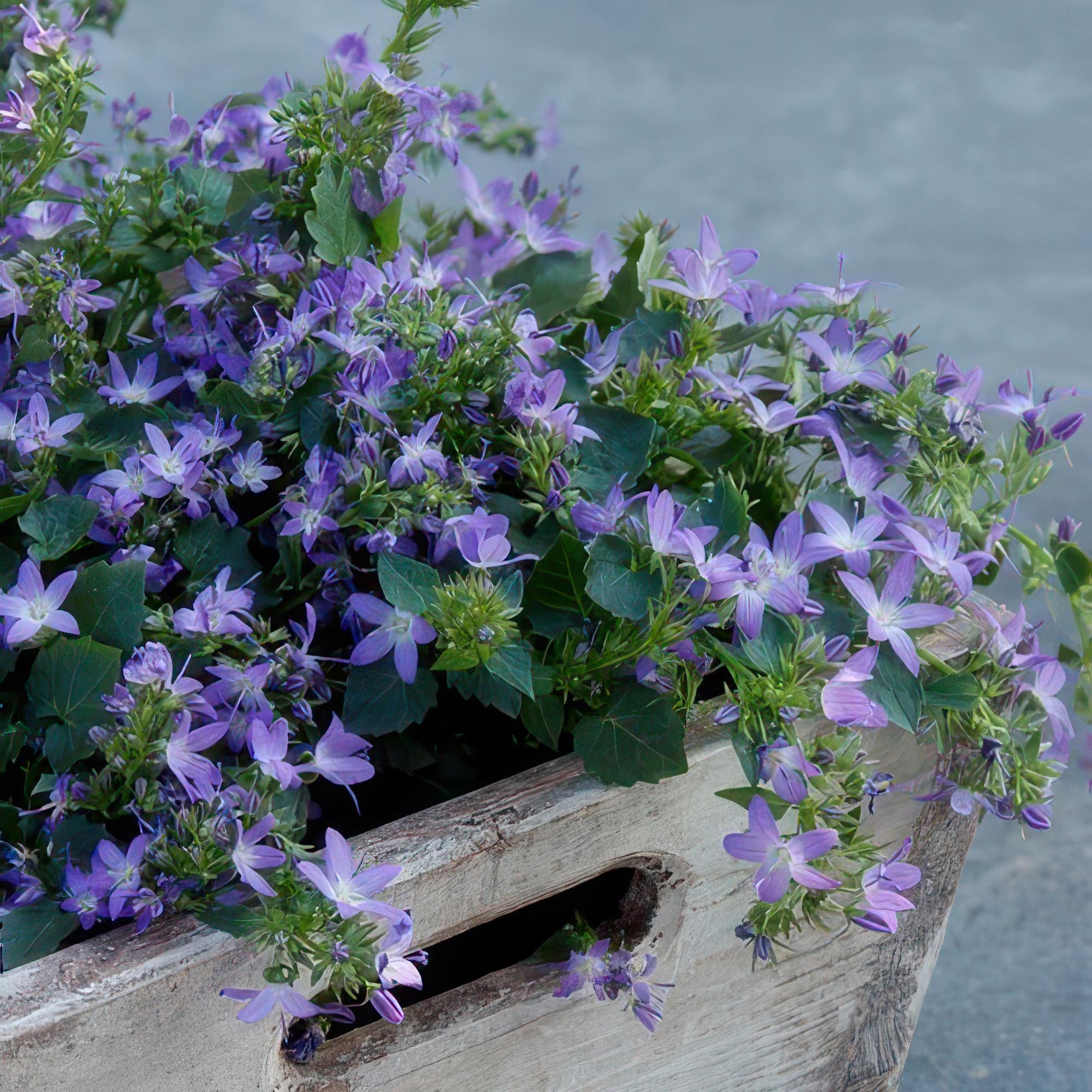 Hängepolster-Glockenblume ‘Stella’ (Campanula poscharskyana)