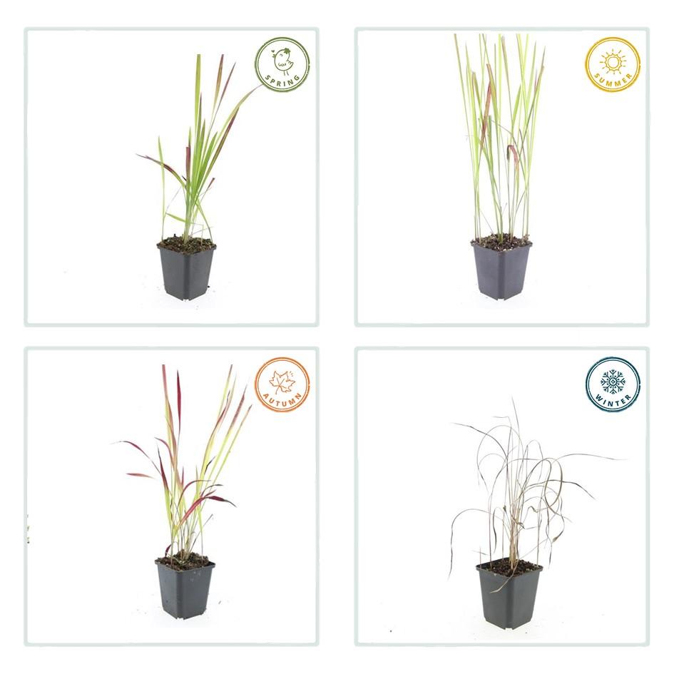 Imperata cylindrica 'Red Baron'