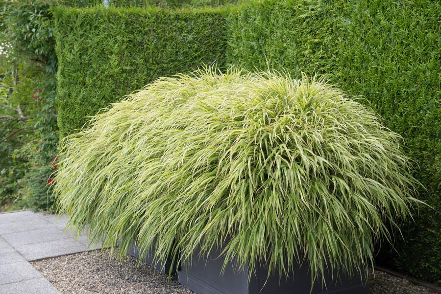 Japanisches Berggras (Hakonechloa macra)