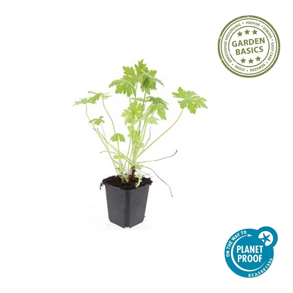 Duft-Storchschnabel (Geranium macrorrhizum)