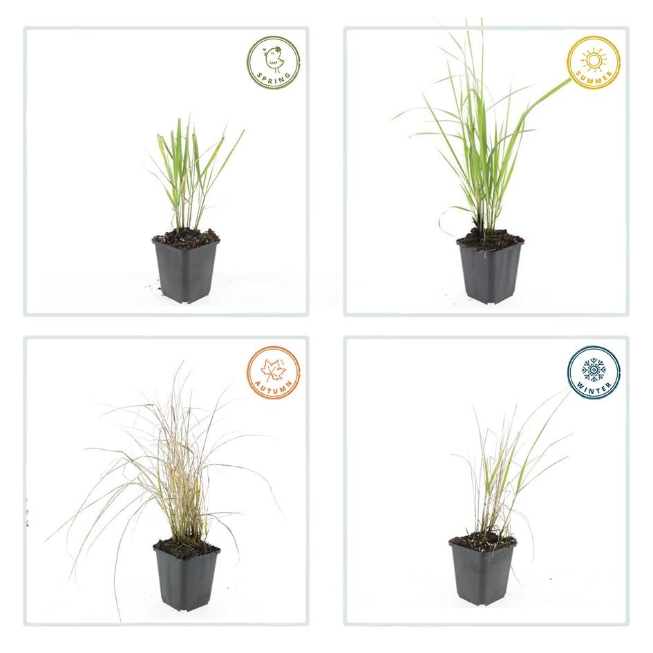 Reitgras ‘Karl Foerster’ (Calamagrostis acutiflora)