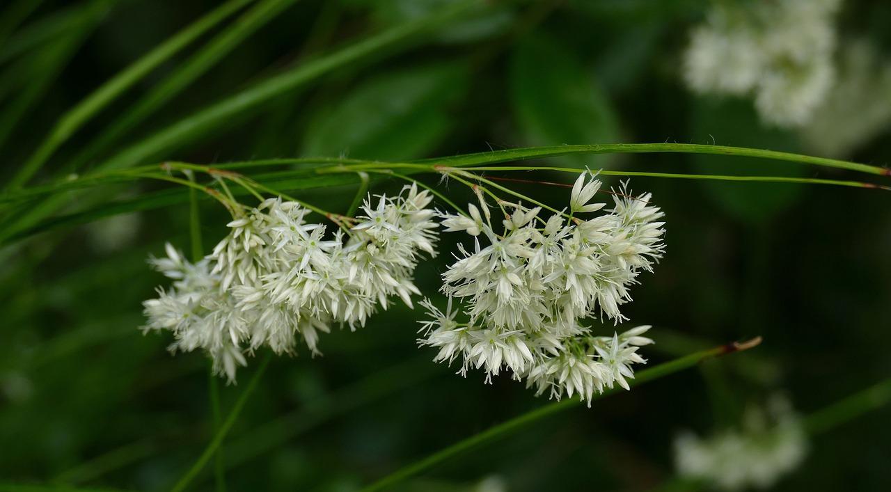 Luzula nivea (Schnee-Marbel)