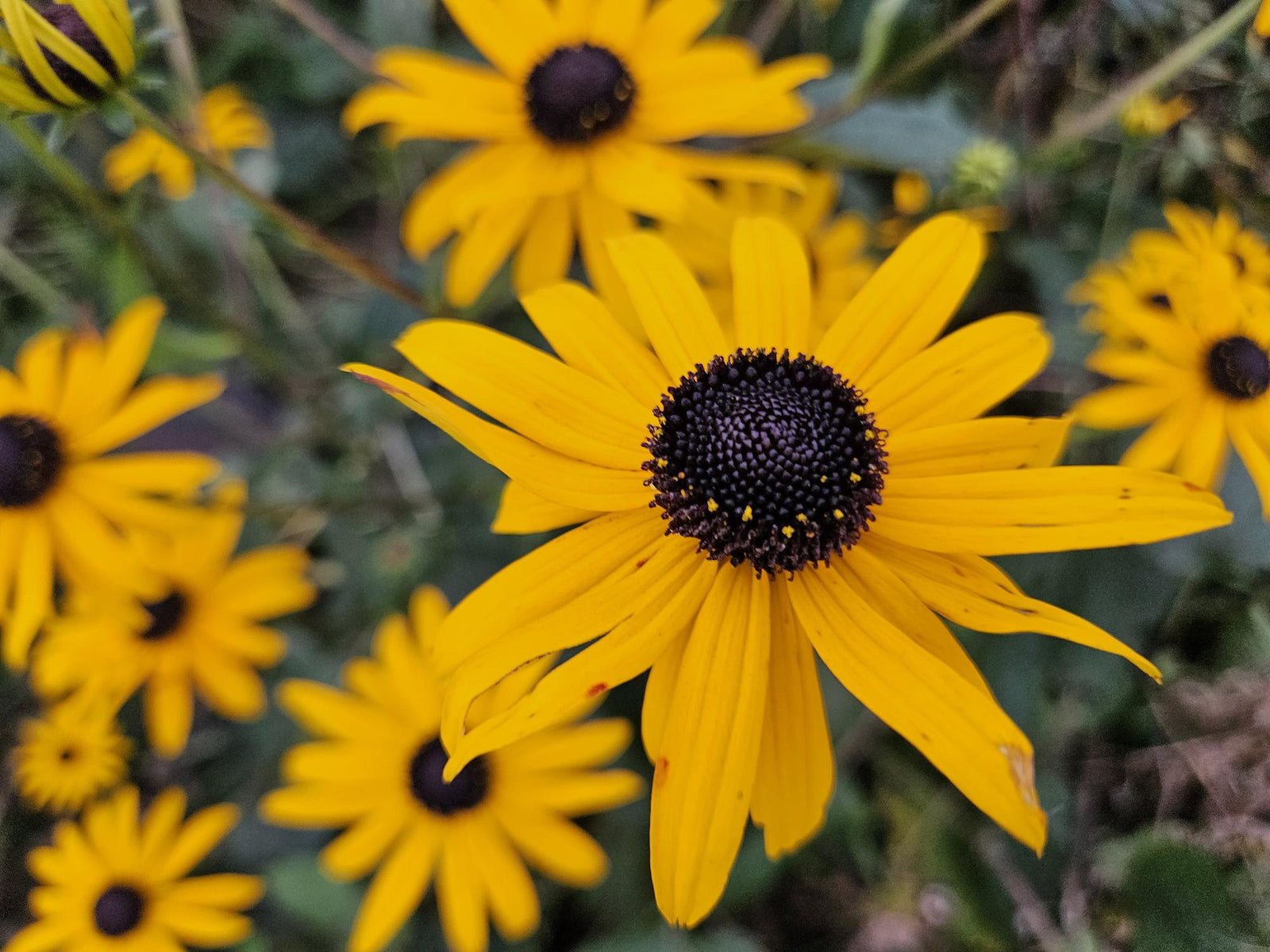 Rudbeckia fulgida ‘Goldsturm’ (Sonnenhut)
