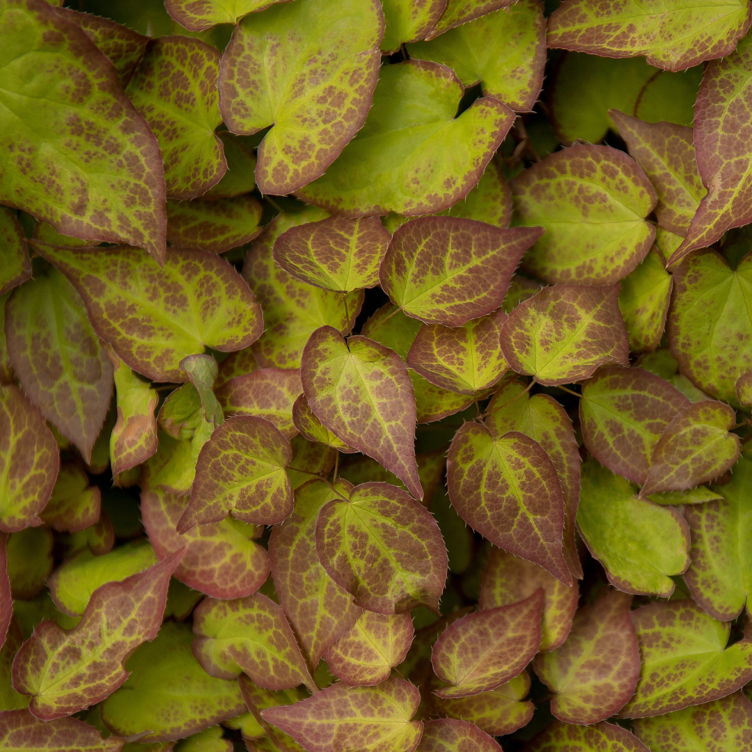 Elfenblume ‘Frohnleiten’ (Epimedium perralchicum)