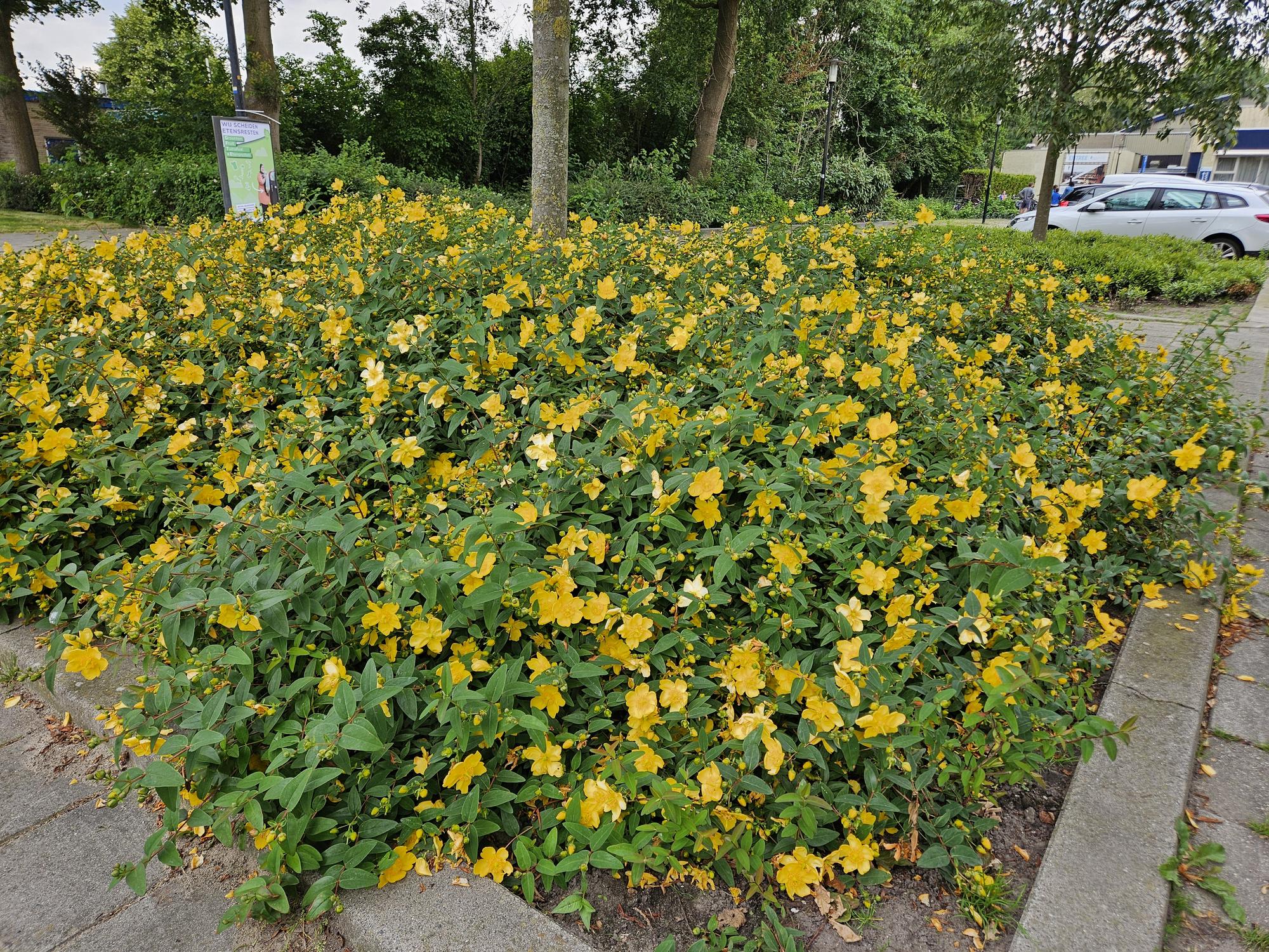 Johanniskraut ‘Hidcote’ (Hypericum)