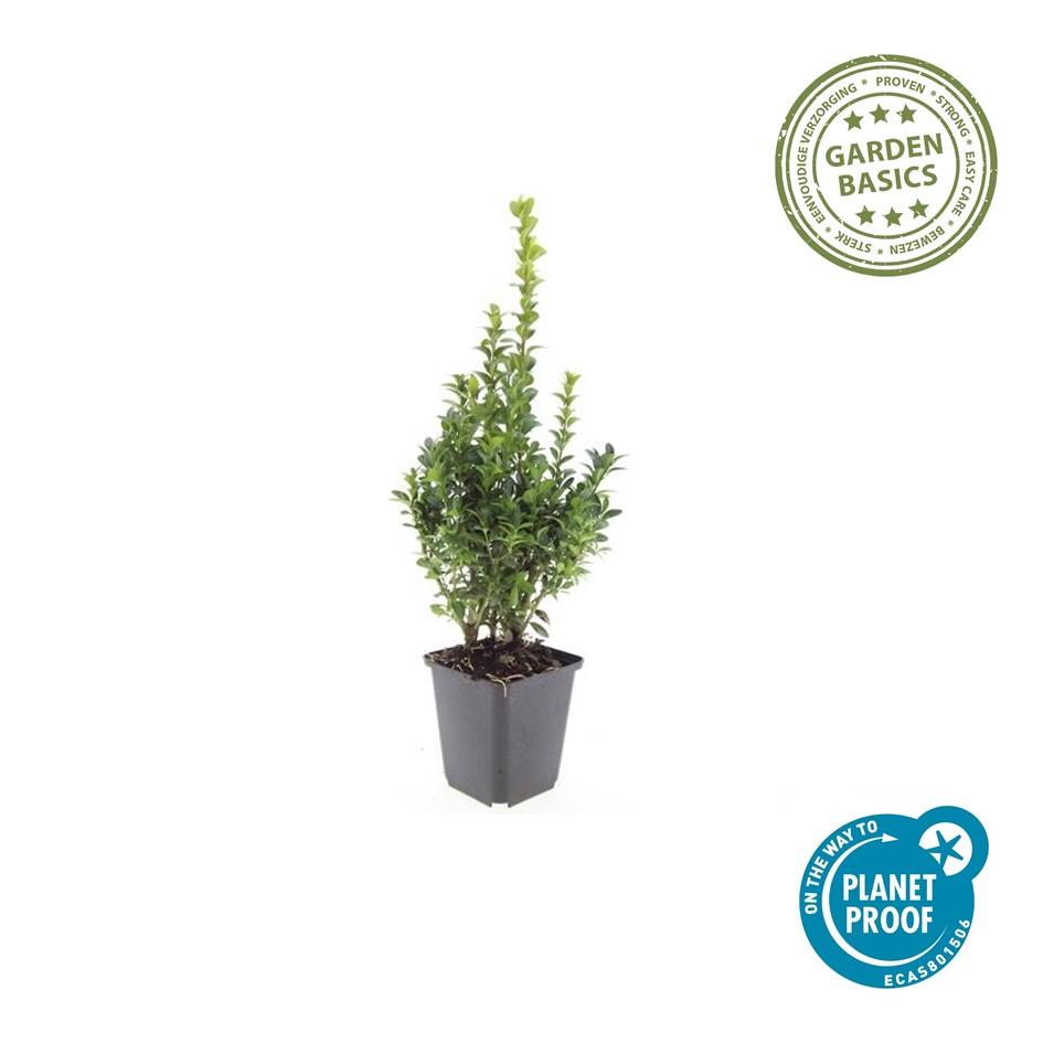 Buxus sempervirens (Gewöhnlicher Buchsbaum)
