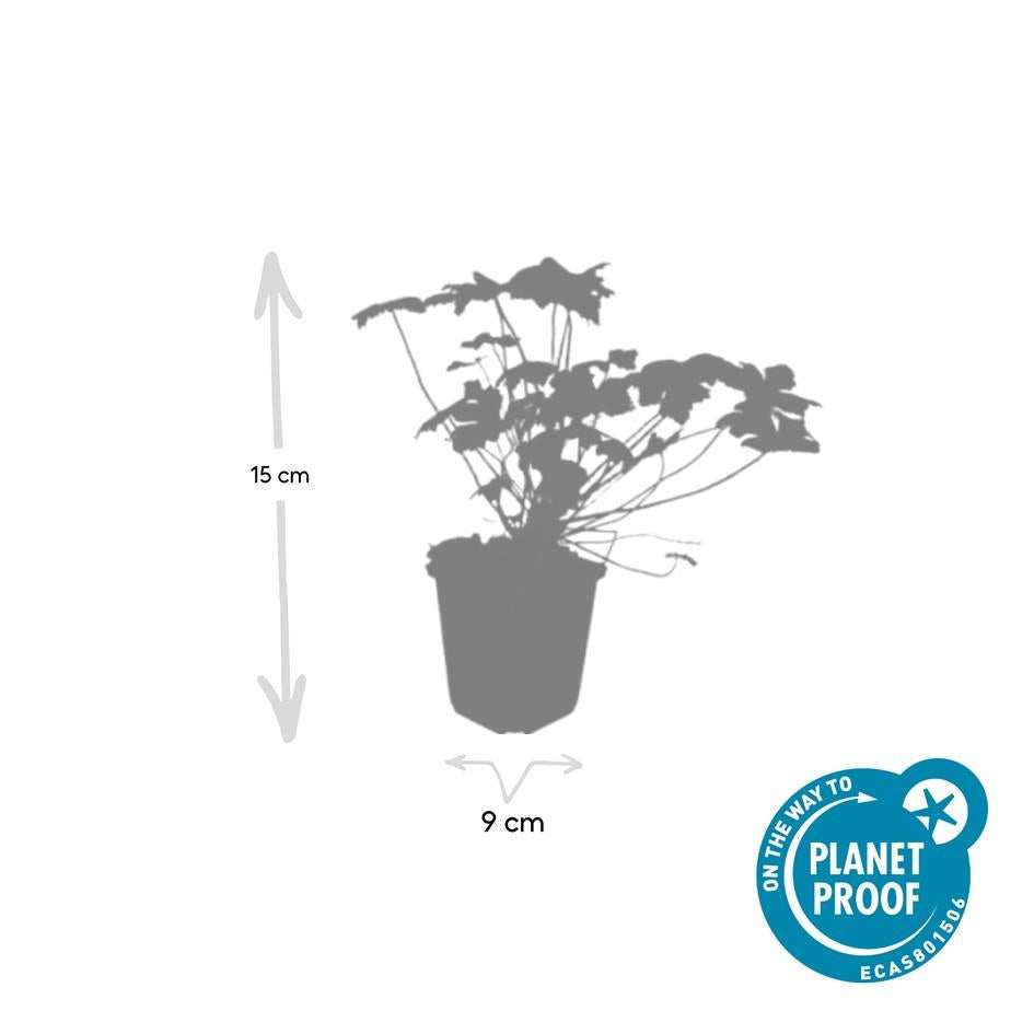 Duft-Storchschnabel ‘Czakor’ (Geranium macrorrhizum)