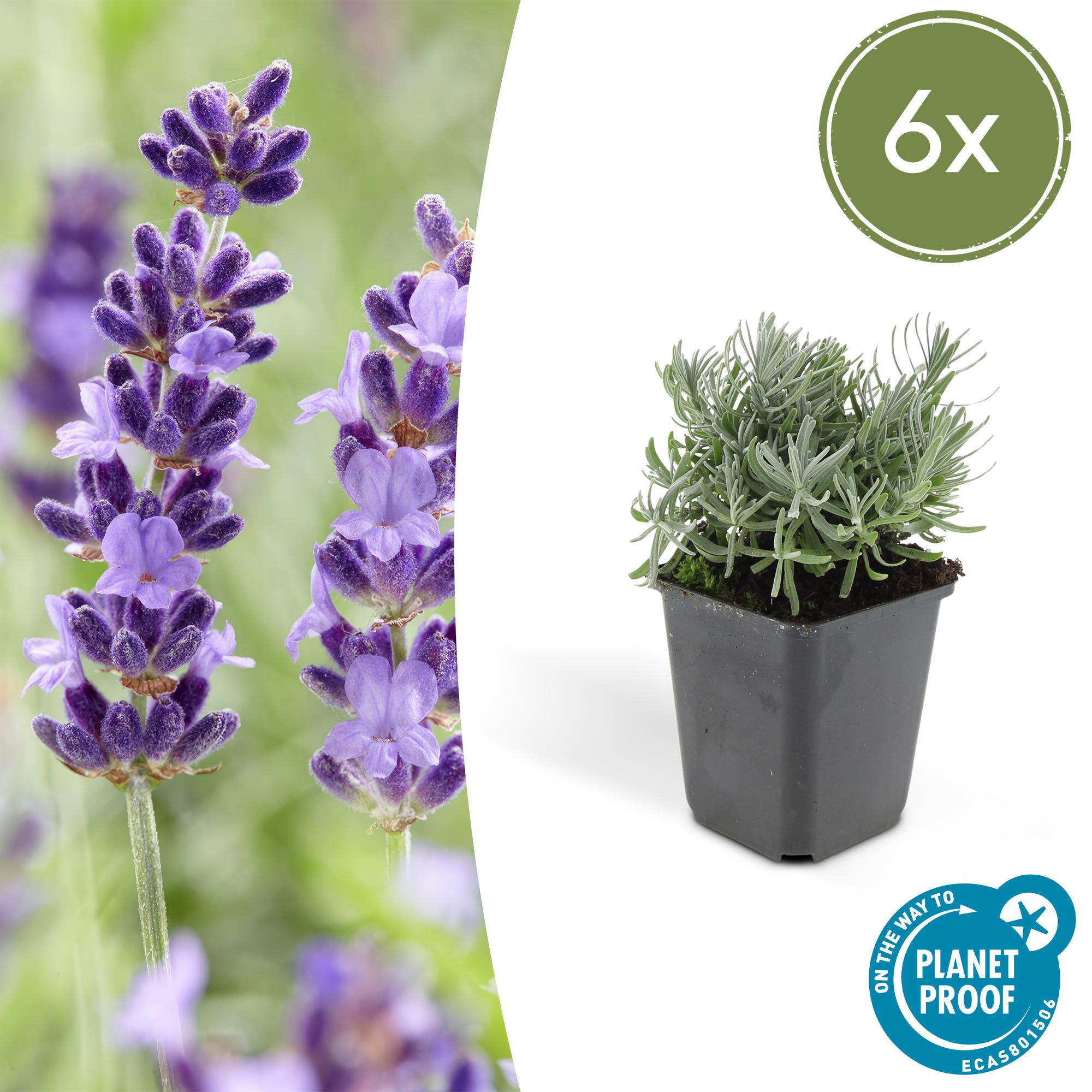 Lavandula angustifolia ‘Hidcote’ (Echter Lavendel)